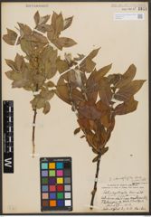 Foto von Salix syrticola Fernald